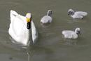 Bewick swan and cygnets